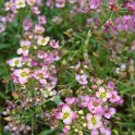 Lobularia maritima 'Wonderlandrose cuivre'